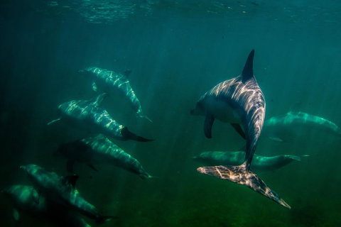 Kangaroo Island Ocean Safari - Snorkeling Safari - VIC Tourism 2