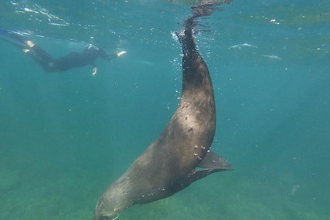 Kangaroo Island Ocean Safari - Snorkeling Safari - VIC Tourism 3