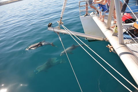 Dolphin Cruise From Adelaide With Optional Dolphin Swim - VIC Tourism 1