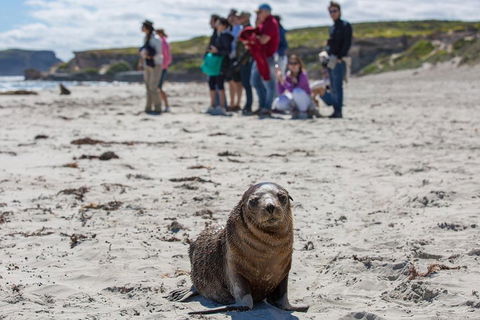 Kangaroo Island In A Day Tour From Adelaide - VIC Tourism 0