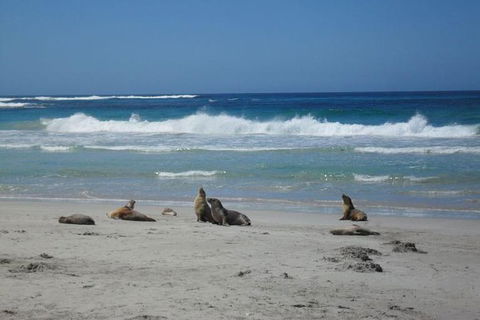 Kangaroo Island In A Day Tour From Adelaide - VIC Tourism 1