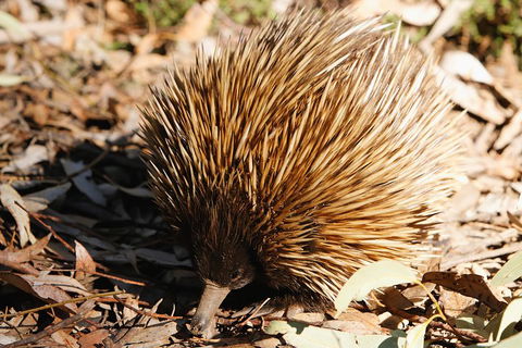 Kangaroo Island In A Day Tour From Adelaide - VIC Tourism 2