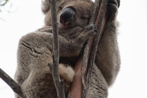 2-Day Kangaroo Island 4WD Small-Group Tour From Adelaide - VIC Tourism 0