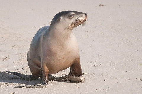 2-Day Kangaroo Island 4WD Small-Group Tour From Adelaide - VIC Tourism 4