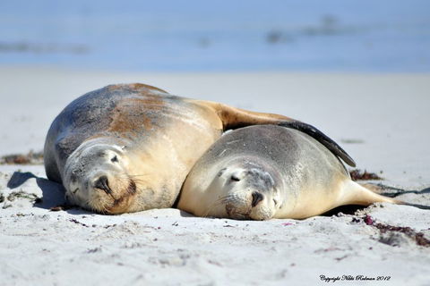 NEW TOUR - Kangaroo Island Road To Recovery Tour (1 Day/1 Night) - VIC Tourism 1