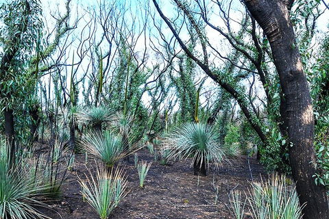 NEW TOUR - Kangaroo Island Road To Recovery Tour (1 Day/1 Night) - VIC Tourism 3