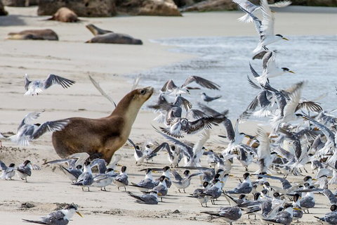 Full-Day Kangaroo Island Experience Departing From Kangaroo Island - VIC Tourism 1