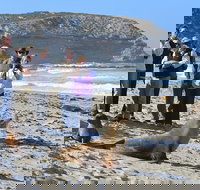 Full day Seal Bay Experience departing from Kangaroo Island - VIC Tourism