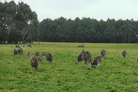 Private Tour: Great Ocean Road From Melbourne - VIC Tourism 4