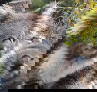 Kuranda Koala Gardens and Birdworld Admission Tickets