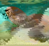 Cairns Aquarium Marine Life Encounter Ticket with 2-Course Lunch