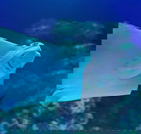 Cairns Aquarium Family Ticket