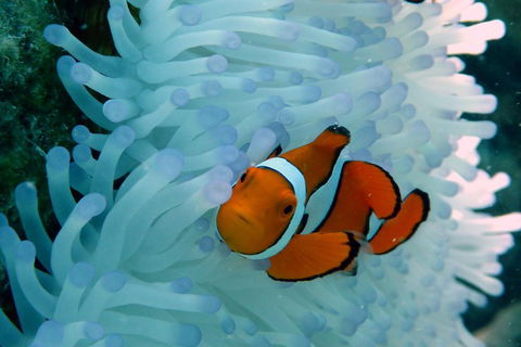 Seastar Luxury Outer Great Barrier Reef Island And Reef Tour From Cairns - VIC Tourism 0
