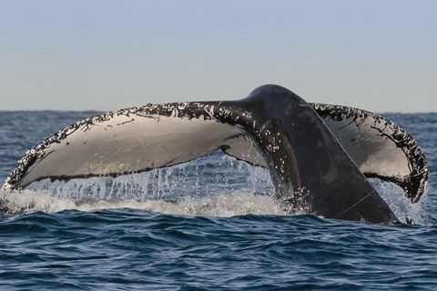 Sydney Whale-Watching Cruise Including Lunch Or Breakfast - VIC Tourism 0