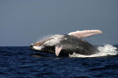 Sydney Whale-Watching Cruise Including Lunch Or Breakfast - VIC Tourism 1