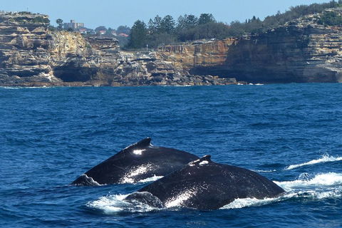 Sydney Whale-Watching Cruise Including Lunch Or Breakfast - VIC Tourism 2