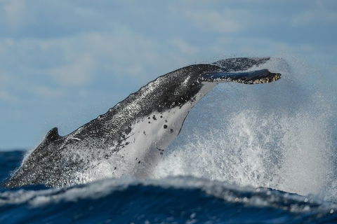 Sydney Whale-Watching Cruise Including Lunch Or Breakfast - VIC Tourism 4