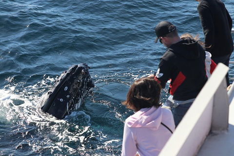 Sydney Whale-Watching Cruise Including Lunch Or Breakfast - VIC Tourism 5