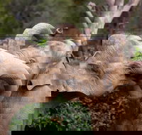 Melbourne Zoo General Entry Ticket - VIC Tourism