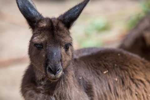 Australian Wildlife Tour At Melbourne Zoo Ticket - VIC Tourism 0