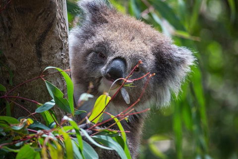 Australian Wildlife Tour At Melbourne Zoo Ticket - VIC Tourism 1