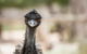 Australian Wildlife Tour At Melbourne Zoo Ticket - thumb 3