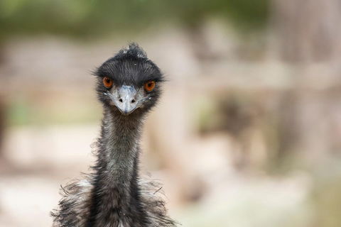 Australian Wildlife Tour At Melbourne Zoo Ticket - VIC Tourism 3