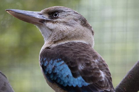 Australian Wildlife Tour At Melbourne Zoo Ticket - VIC Tourism 4