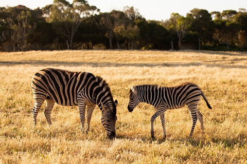 Sunset Safari At Werribee Open Range Zoo - VIC Tourism 3
