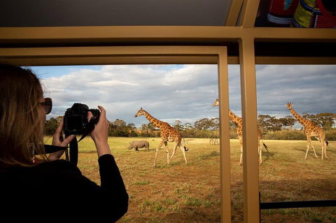 Sunset Safari At Werribee Open Range Zoo - VIC Tourism 4