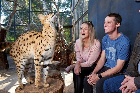 African Cat Encounter At Werribee Open Range Zoo - VIC Tourism 0
