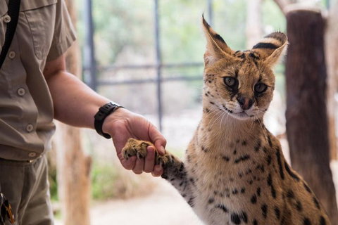 African Cat Encounter At Werribee Open Range Zoo - VIC Tourism 1
