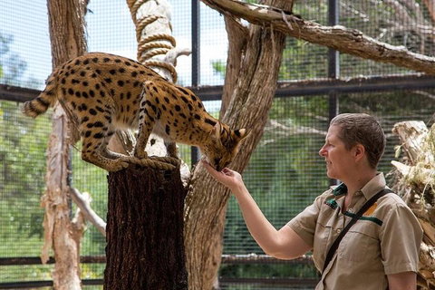 African Cat Encounter At Werribee Open Range Zoo - VIC Tourism 2