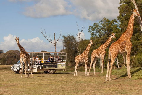 Off-Road Safari At Werribee Open Range Zoo - VIC Tourism 3