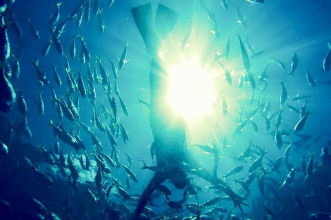 2-Day Whitsundays Sailing Adventure: SV Whitehaven - VIC Tourism 1