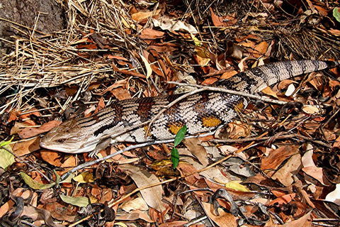 Hartley's Crocodile Adventures General Entry Ticket - VIC Tourism 5