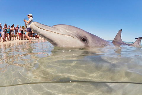 7-Day Exmouth Explorer Via Pinnacles Monkey Mia Ningaloo Reef Returning To Perth - VIC Tourism 1