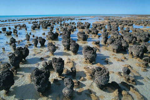 7-Day Exmouth Explorer Via Pinnacles Monkey Mia Ningaloo Reef Returning To Perth - VIC Tourism 3
