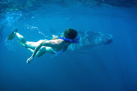 6-Day Coral Coaster From Perth To Exmouth One-Way Via Monkey Mia Ningaloo Reef - VIC Tourism 3