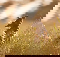 Sunset Blue Mountains Wilderness  Wildlife Tour without the crowds - VIC Tourism