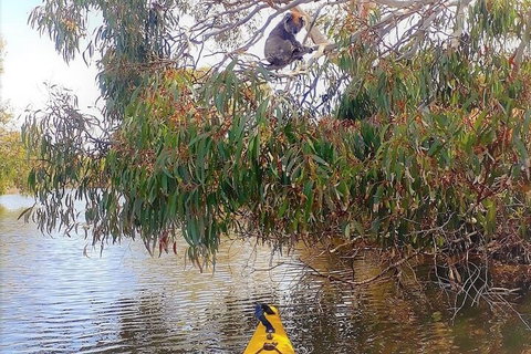 Kangaroo Island Self-Guided Kayaking On The Harriet River - VIC Tourism 4