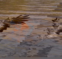 Litchfield and Jumping Crocodiles Full Day Trip from Darwin - VIC Tourism