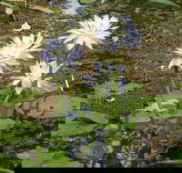Yellow Water Cruise - Kakadu - VIC Tourism