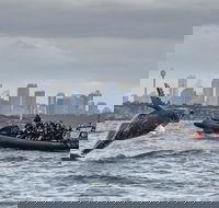Sydney Whale-Watching by Speed Boat - VIC Tourism