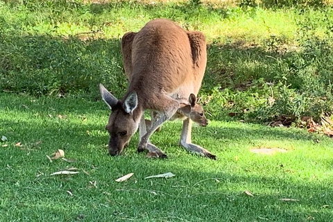 Pinnacles Day Trip From Perth Including Yanchep National Park - VIC Tourism 4
