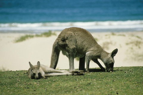 Private Great Ocean Road Full Day Tour - 1 Day Tour - VIC Tourism 3
