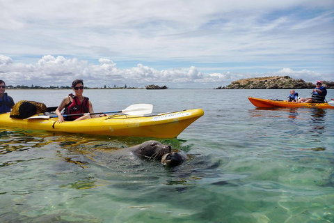 Seal Island And Penguin Island Or Point Peron Sea Kayak Tour - VIC Tourism 0