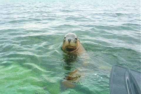 Seal Island And Penguin Island Or Point Peron Sea Kayak Tour - VIC Tourism 1