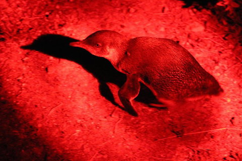 Small-Group Kangaroo Island 4WD Night Tour - VIC Tourism 0