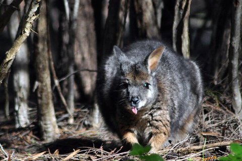 Small-Group Kangaroo Island 4WD Night Tour - VIC Tourism 1